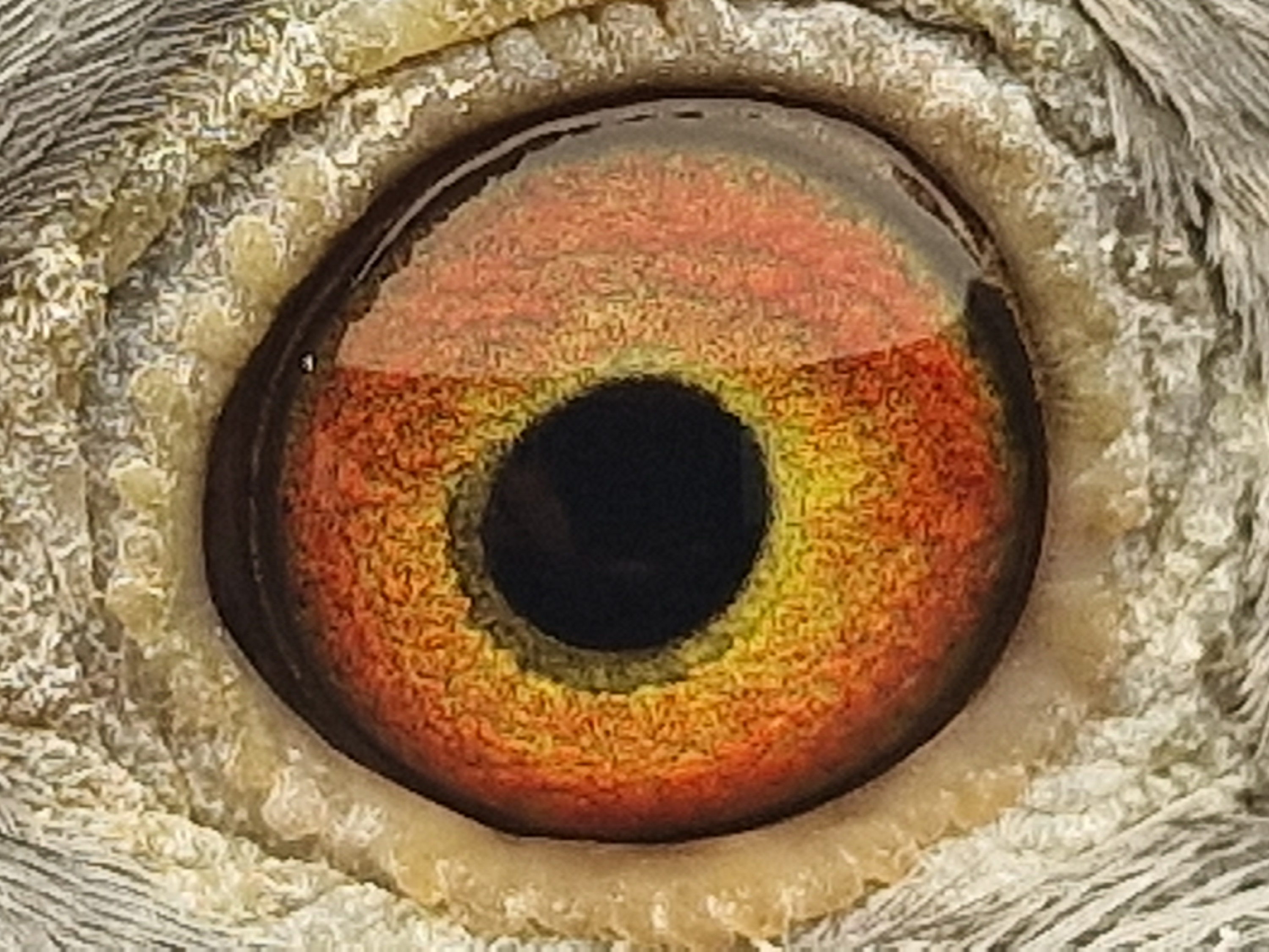 Pigeon eye